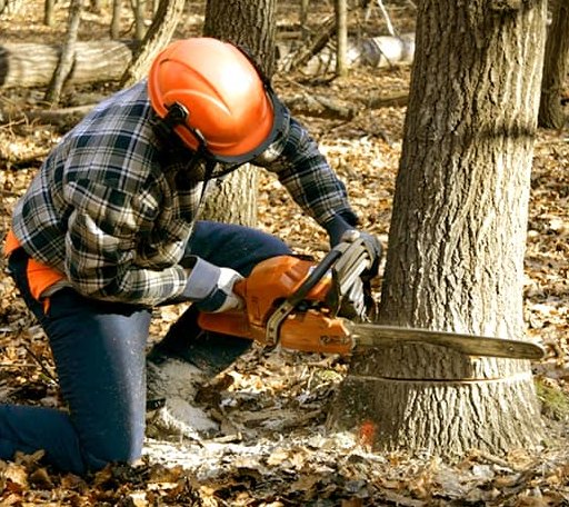 Tree Removal in Walhalla, MI